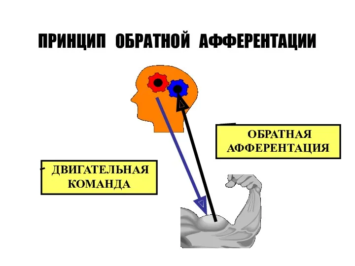 ПРИНЦИП ОБРАТНОЙ АФФЕРЕНТАЦИИ ДВИГАТЕЛЬНАЯ КОМАНДА ОБРАТНАЯ АФФЕРЕНТАЦИЯ