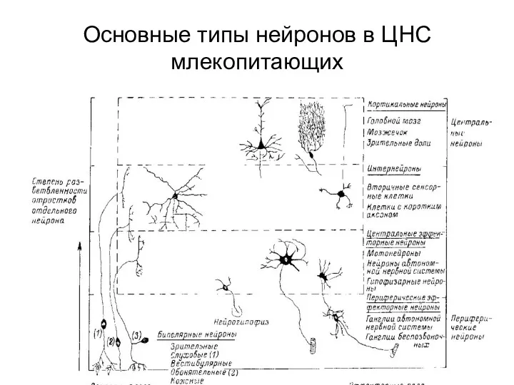 Основные типы нейронов в ЦНС млекопитающих