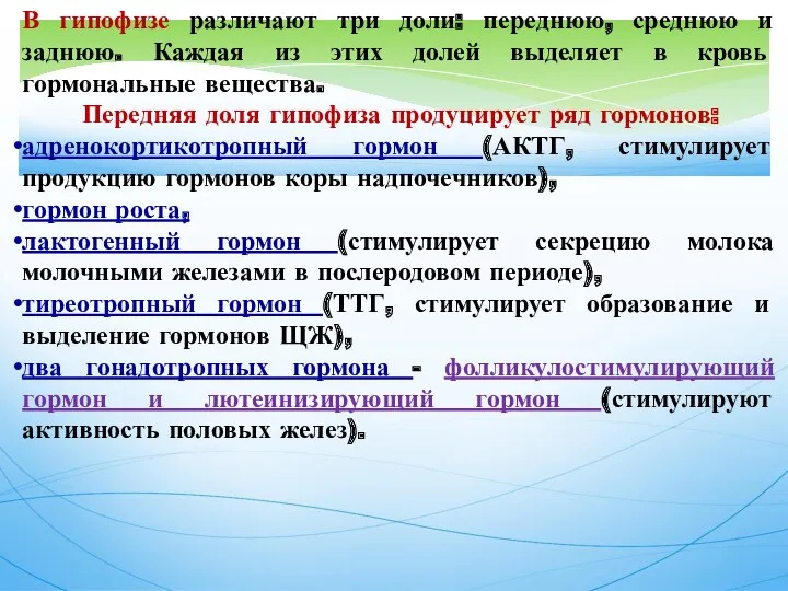 В гипофизе различают три доли: переднюю, среднюю и заднюю. Каждая