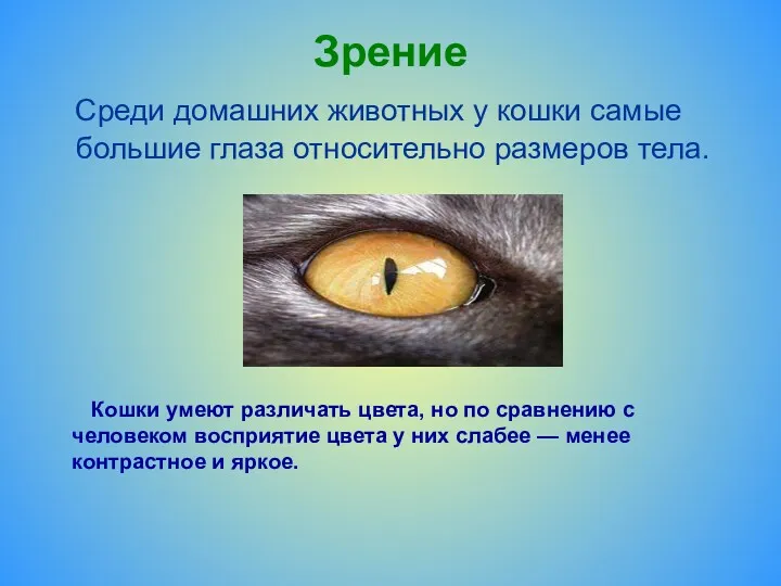 Зрение Среди домашних животных у кошки самые большие глаза относительно