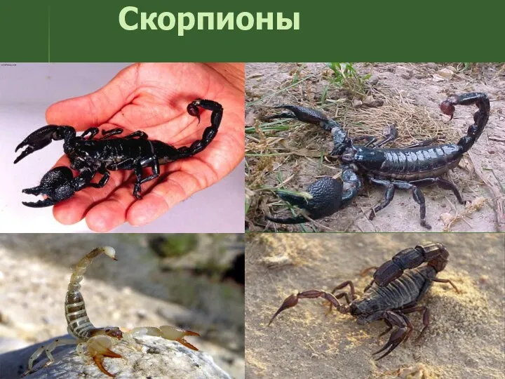 Скорпионы