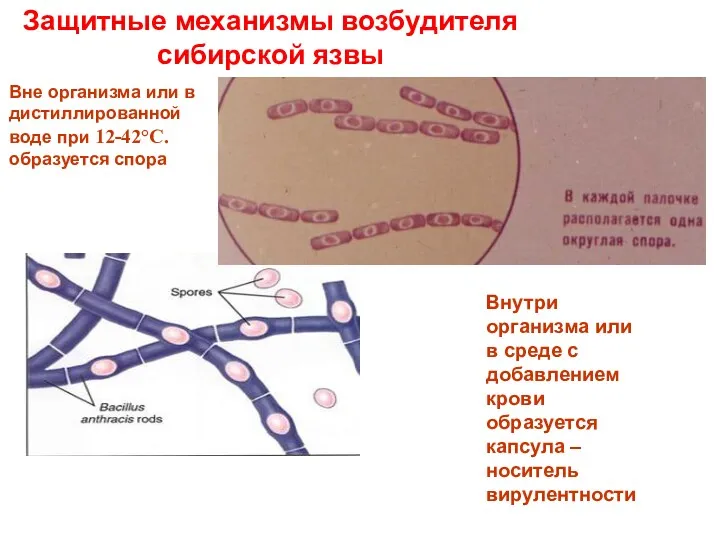 Защитные механизмы возбудителя сибирской язвы Вне организма или в дистиллированной воде при 12-42°С.