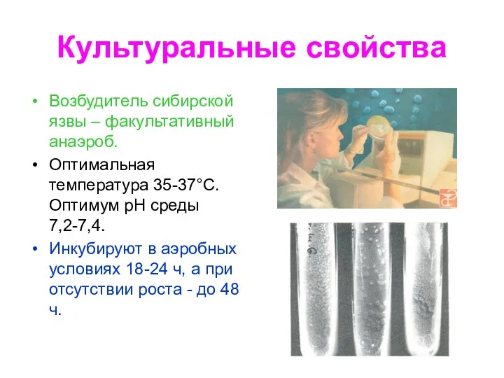 Культуральные свойства Возбудитель сибирской язвы – факультативный анаэроб. Оптимальная температура 35-37°С. Оптимум рН
