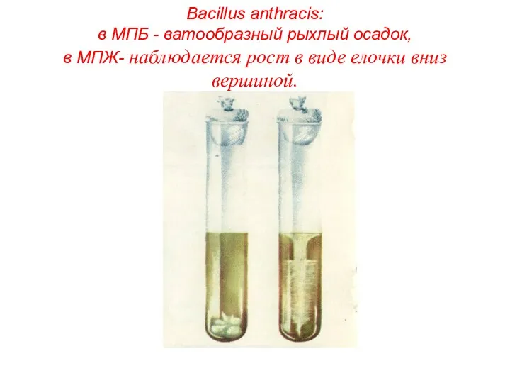Bacillus anthracis: в МПБ - ватообразный рыхлый осадок, в МПЖ- наблюдается рост в