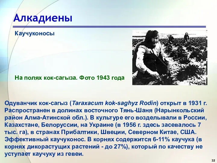 Алкадиены Каучуконосы Одуванчик кок-сагыз (Taraxacum kok-saghyz Rodin) открыт в 1931