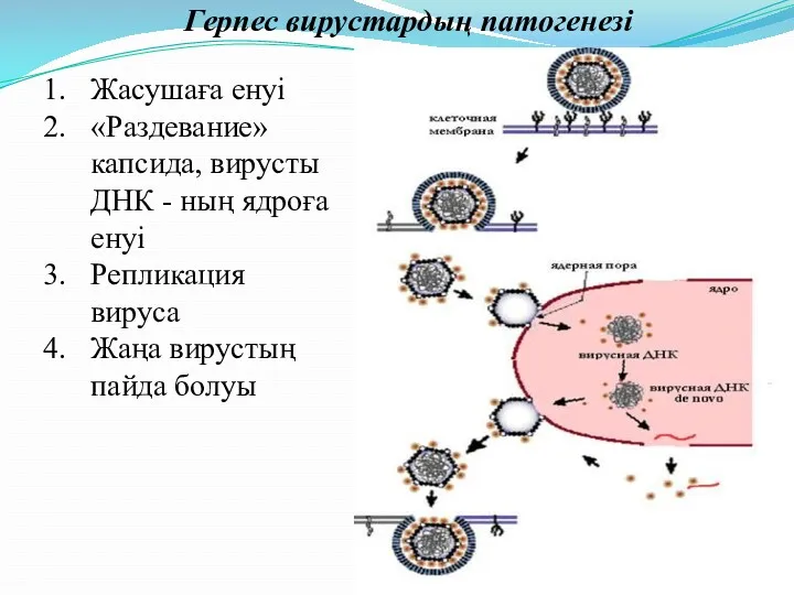 Герпес вирустардың патогенезі Жасушаға енуі «Раздевание» капсида, вирусты ДНК -