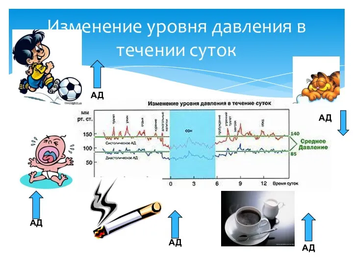 АД АД АД АД АД Изменение уровня давления в течении суток