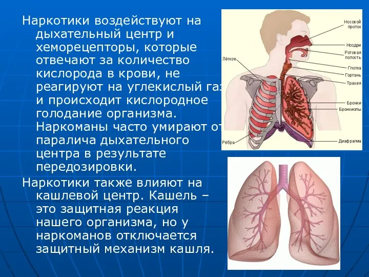 Наркотики воздействуют на дыхательный центр и хеморецепторы, которые отвечают за