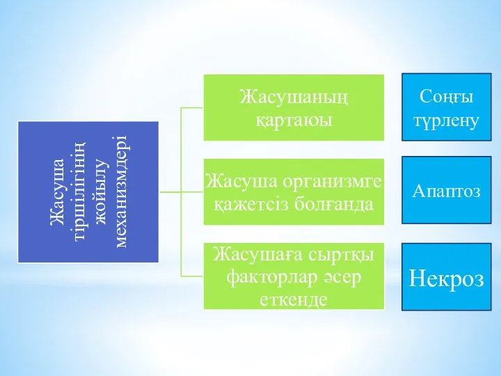 Соңғы түрлену Апаптоз Некроз