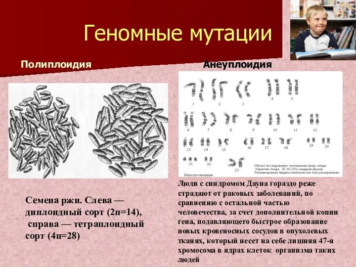 Геномные мутации Полиплоидия Анеуплоидия Семена ржи. Слева — диплоидный сорт