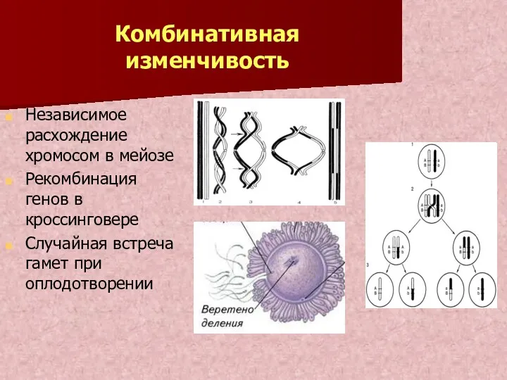 Комбинативная изменчивость Независимое расхождение хромосом в мейозе Рекомбинация генов в кроссинговере Случайная встреча гамет при оплодотворении