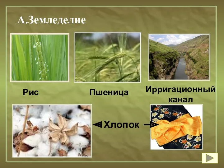 А.Земледелие Рис Пшеница Ирригационный канал Хлопок