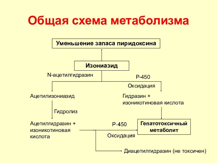 Общая схема метаболизма Изониазид Уменьшение запаса пиридоксина N-ацетилгидразин Р-450 Ацетилизониазид