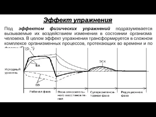 Эффект упражнения Под эффектом физических упражнений подразумевается вызываемые их воздействием