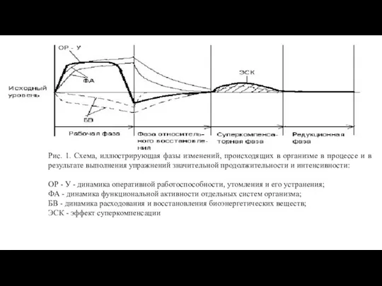 Рис. 1. Схема, иллюстрирующая фазы изменений, происходящих в организме в