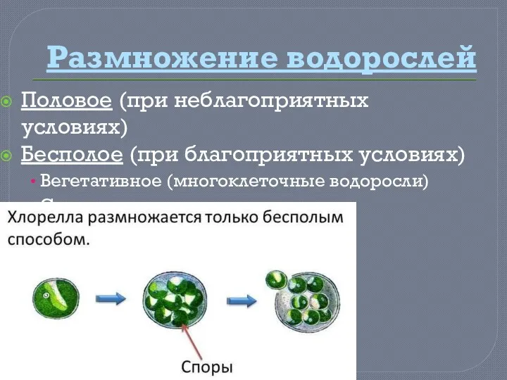 Размножение водорослей Половое (при неблагоприятных условиях) Бесполое (при благоприятных условиях) Вегетативное (многоклеточные водоросли) Спорами и зооспорами