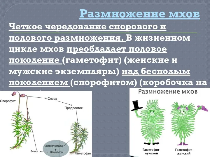 Размножение мхов Четкое чередование спорового и полового размножения. В жизненном