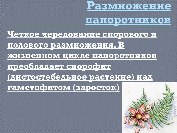 Размножение папоротников Четкое чередование спорового и полового размножения. В жизненном