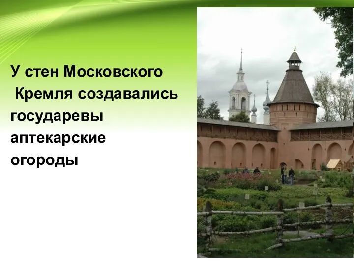 У стен Московского Кремля создавались государевы аптекарские огороды