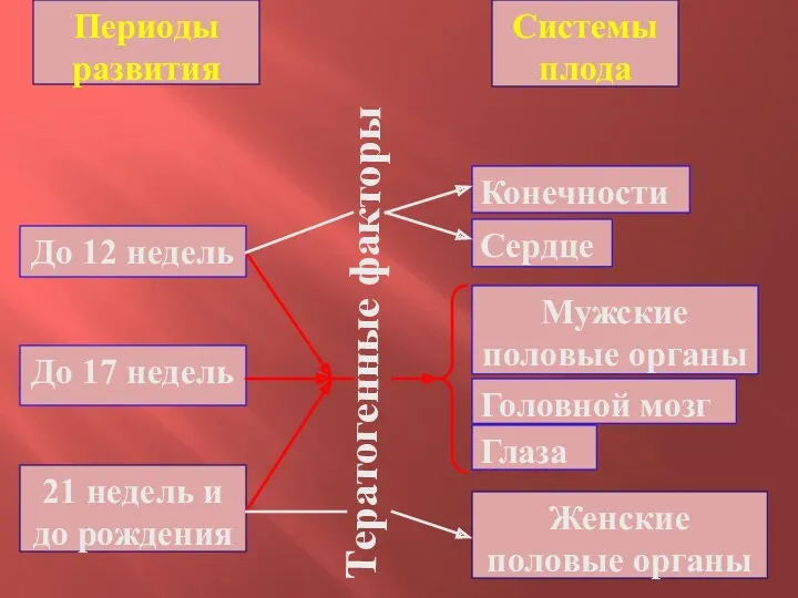 Периоды развития До 12 недель До 17 недель 21 недель