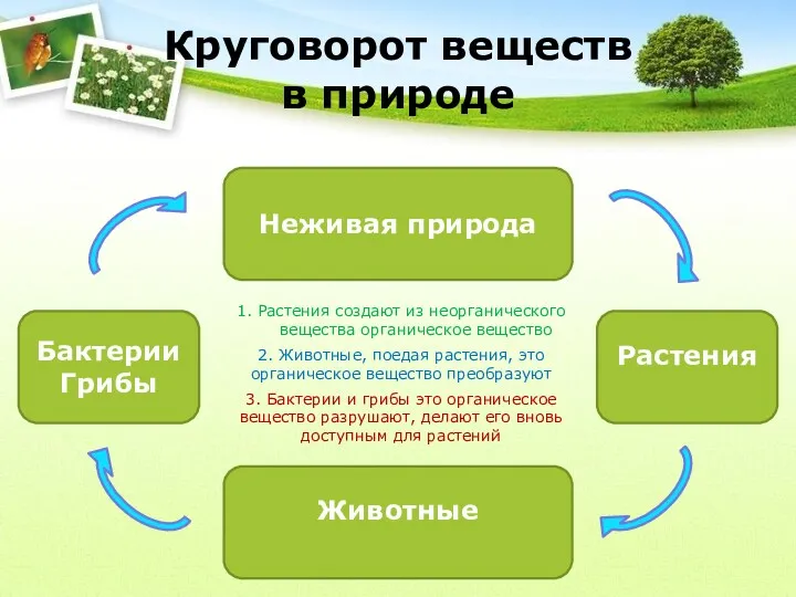 Круговорот веществ в природе Бактерии Грибы Неживая природа Растения Животные