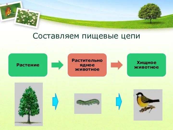 Составляем пищевые цепи Растение Растительноядное животное Хищное животное