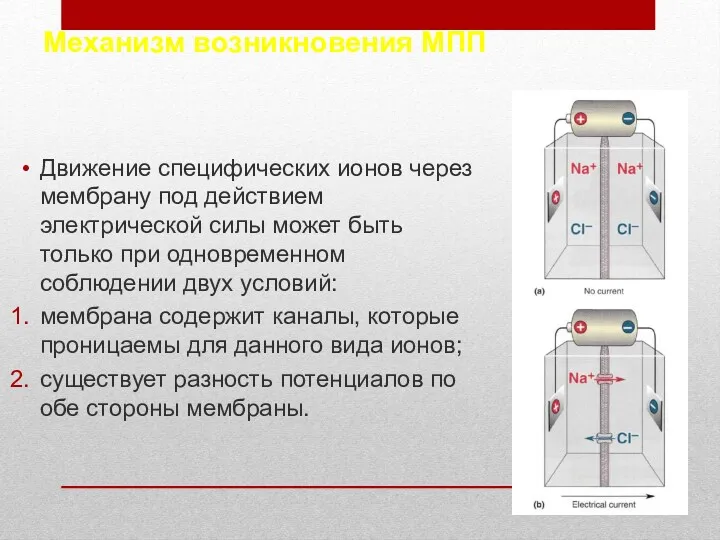 Механизм возникновения МПП Движение специфических ионов через мембрану под действием