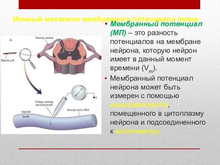 Ионный механизм мембранного потенциала покоя Мембранный потенциал (МП) – это