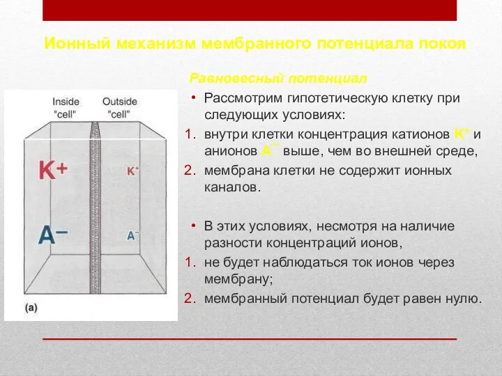 Ионный механизм мембранного потенциала покоя Равновесный потенциал Рассмотрим гипотетическую клетку