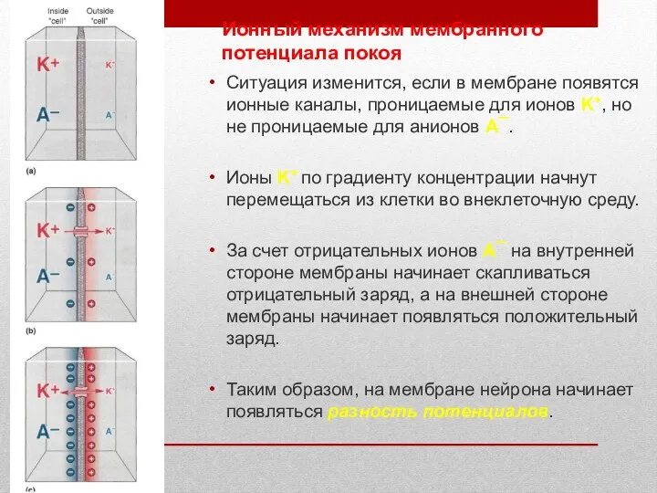 Ионный механизм мембранного потенциала покоя Ситуация изменится, если в мембране