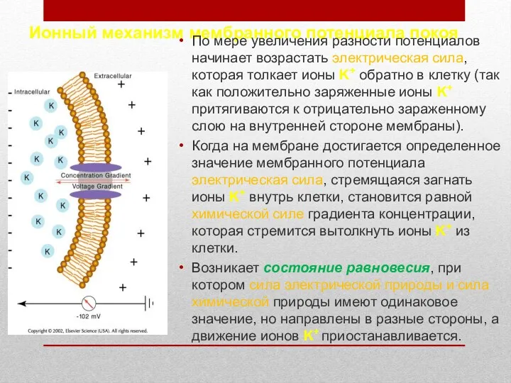 Ионный механизм мембранного потенциала покоя По мере увеличения разности потенциалов