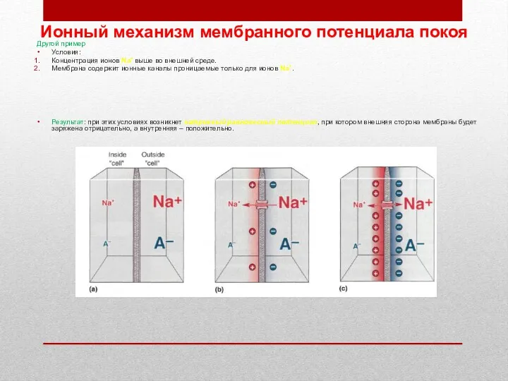 Ионный механизм мембранного потенциала покоя Другой пример Условия: Концентрация ионов