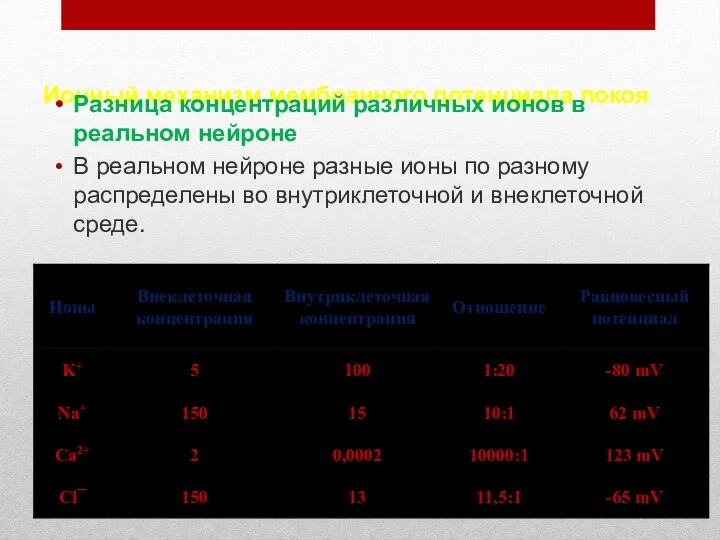 Ионный механизм мембранного потенциала покоя Разница концентраций различных ионов в