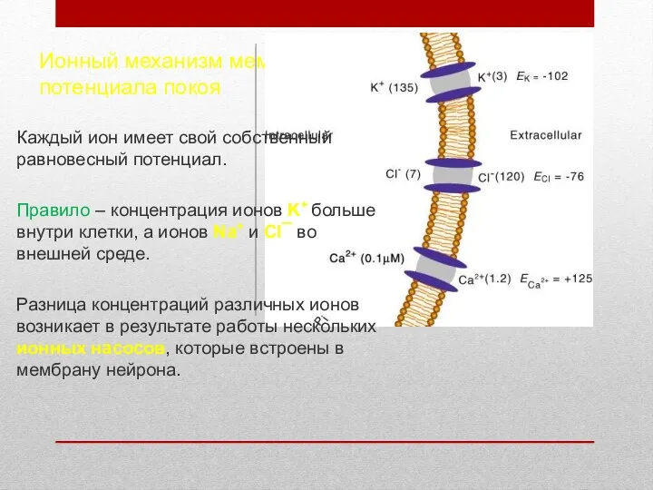 Ионный механизм мембранного потенциала покоя Каждый ион имеет свой собственный