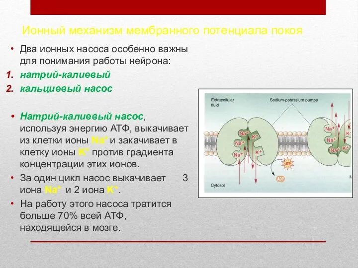 Ионный механизм мембранного потенциала покоя Два ионных насоса особенно важны