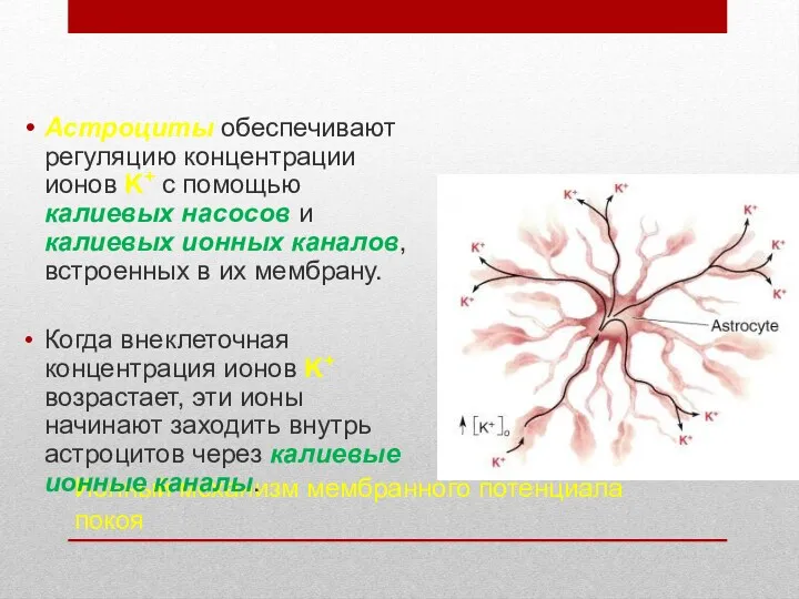 Ионный механизм мембранного потенциала покоя Астроциты обеспечивают регуляцию концентрации ионов