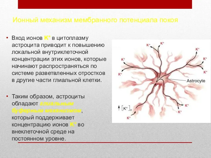 Ионный механизм мембранного потенциала покоя Вход ионов K+ в цитоплазму