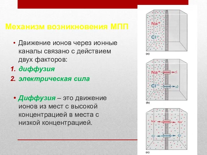 Механизм возникновения МПП Движение ионов через ионные каналы связано с