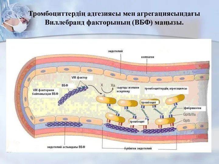 Тромбоциттердің адгезиясы мен агрегациясындағы Виллебранд факторының (ВБФ) маңызы.