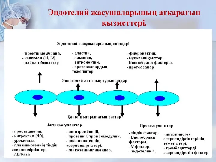 Эндотелий жасушаларының атқаратын қызметтері.