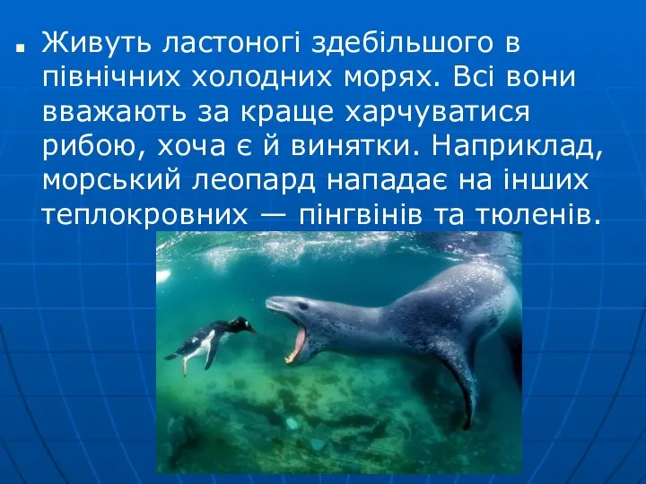 Живуть ластоногі здебільшого в північних холодних морях. Всі вони вважають