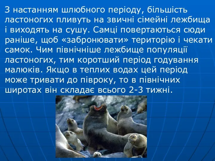 З настанням шлюбного періоду, більшість ластоногих пливуть на звичні сімейні