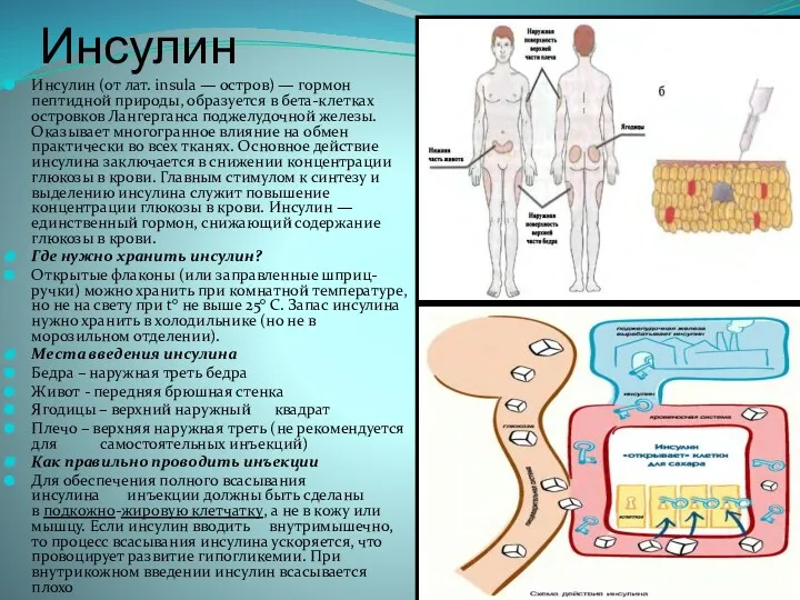 Инсулин Инсулин (от лат. insula — остров) — гормон пептидной