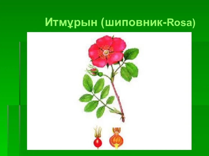 Итмұрын (шиповник-Rosa)