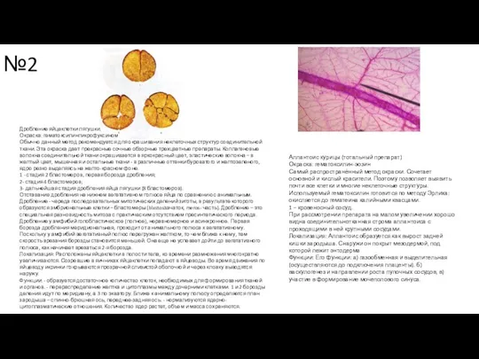 №2 Дробление яйцеклетки лягушки. Окраска: гематоксилинпикрофуксином Обычно данный метод рекомендуется