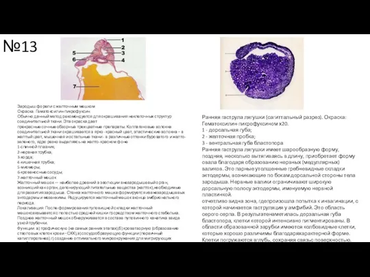№13 Зародыш форели с желточным мешком Окраска: Гематоксилин-пикрофуксин Обычно данный