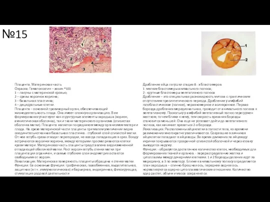 №15 Плацента. Материнская часть Окраска: Гематоксилин – эозин *100 1