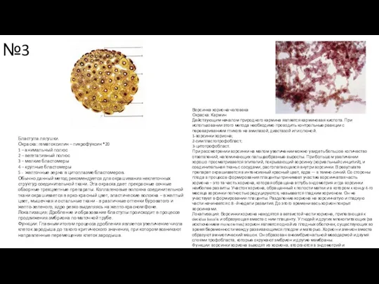 №3 Бластула лягушки. Окраска: гематоксилин – пикрофуксин *20 1 –