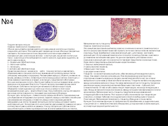 №4 Поздняя гаструла лягушки Окраска: гематоксилин-пикрофусином Обычно данный метод рекомендуется