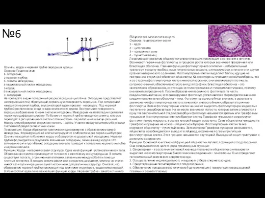 №6 Сомиты, хорда и нервная трубка зародыша курицы. Окраска: Гематоксилин